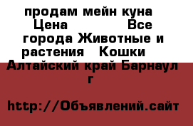 продам мейн куна › Цена ­ 15 000 - Все города Животные и растения » Кошки   . Алтайский край,Барнаул г.